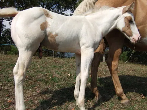 Poulain Paint-Horse Red Dun Tovéro