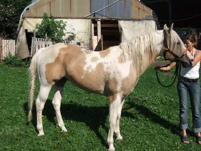 Etalon Paint-Horse Dunalino Homozygote Tobiano