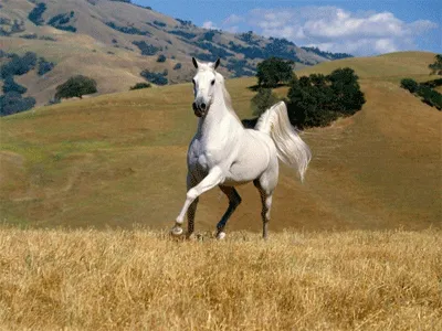 Cheval blanc ou Licorne sans corne ?