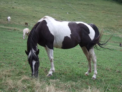 Jument Paint-Horse Black Tobiano