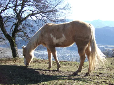 Jument Paint-Horse Palomino Ovéro