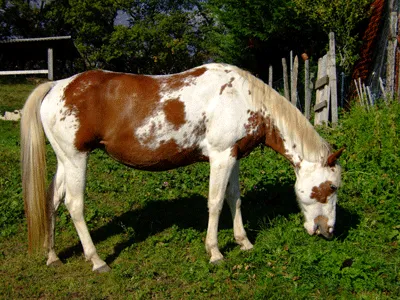 Sorrel Tovero Paint-Horse