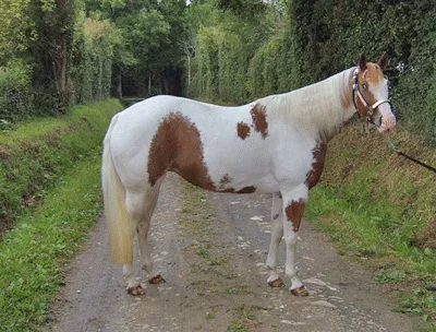 Sorrel Tobiano Paint-Horse