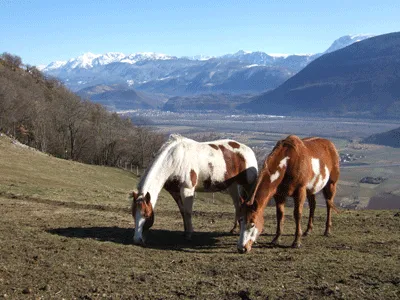 Tobiano et Overo Paint-Horse