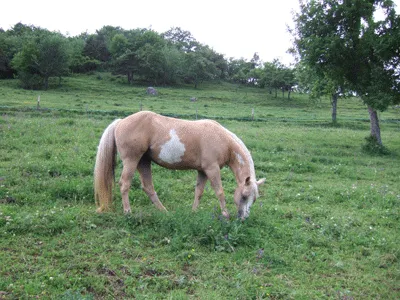 Palomino Overo Paint-Horse