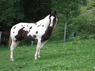 Black Tobiano Homozygote Paint-Horse