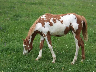 Sorrel Overo Paint-Horse