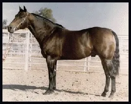 Quarter-Horse Vercors
