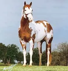 Paint-Horse Vercors